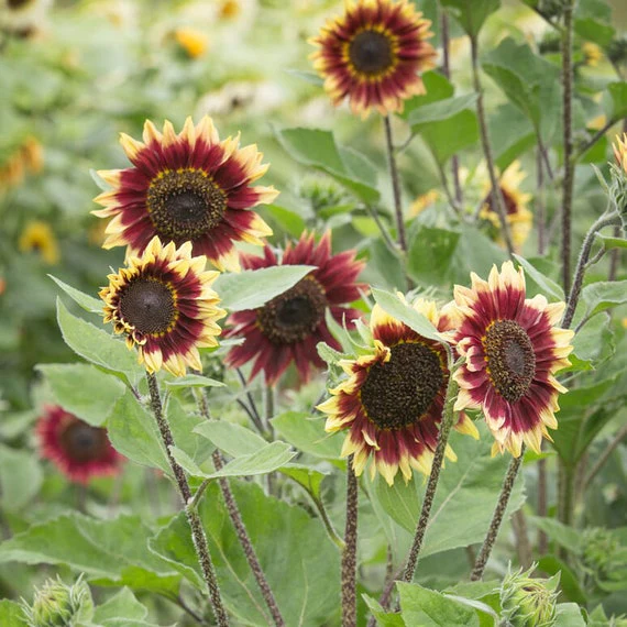🌻2024 Spring New✨Floren Sunflower Seeds