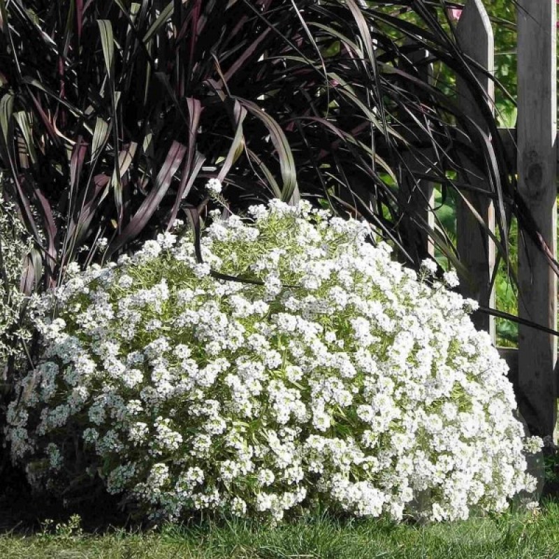 🦋🌞 Sweet Alyssum Seeds
