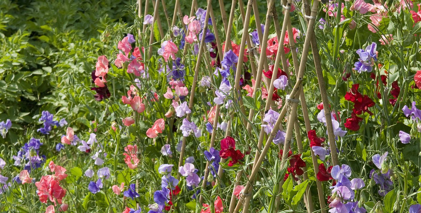 Sweet Pea Flower: When to Sow Sweet Peas & Best Varieties