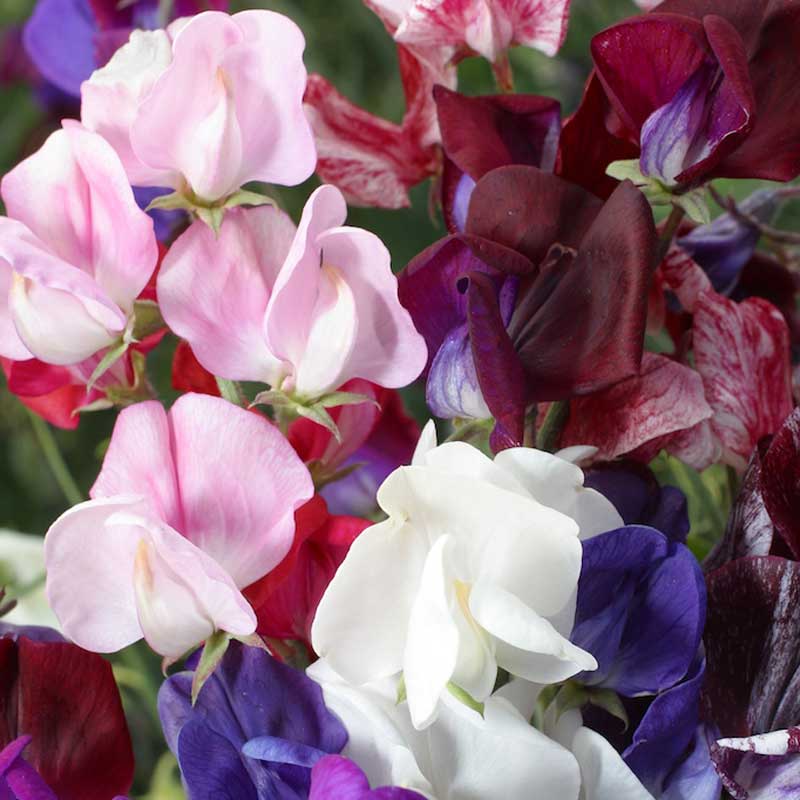 💥Spring Hot Selling🌼Sweet Pea Seeds