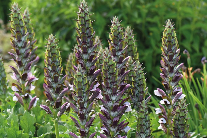 How to grow bear's breeches - where to grow bear's breeches