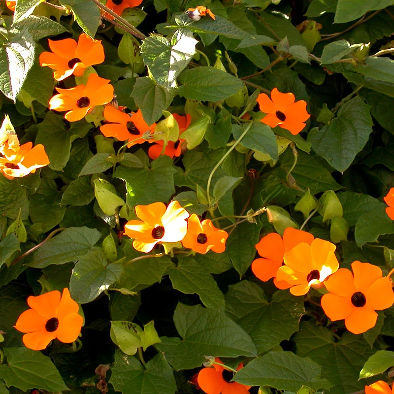 🌼✨Black Eyed Susan Vine Seeds