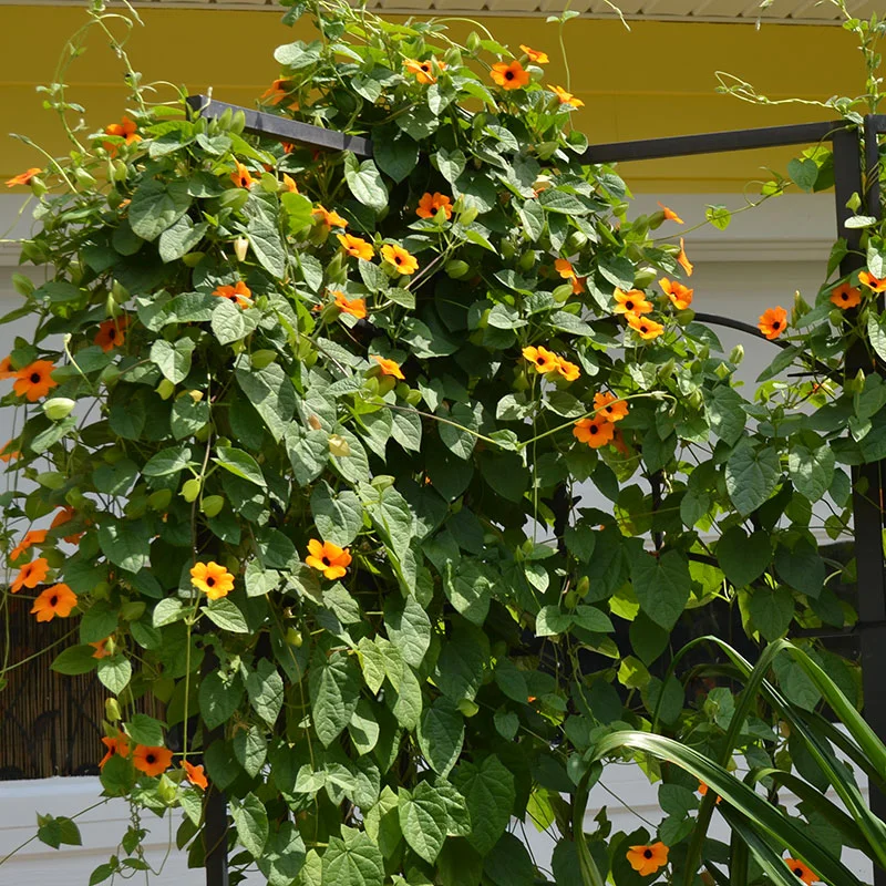 🌼✨Black Eyed Susan Vine Seeds