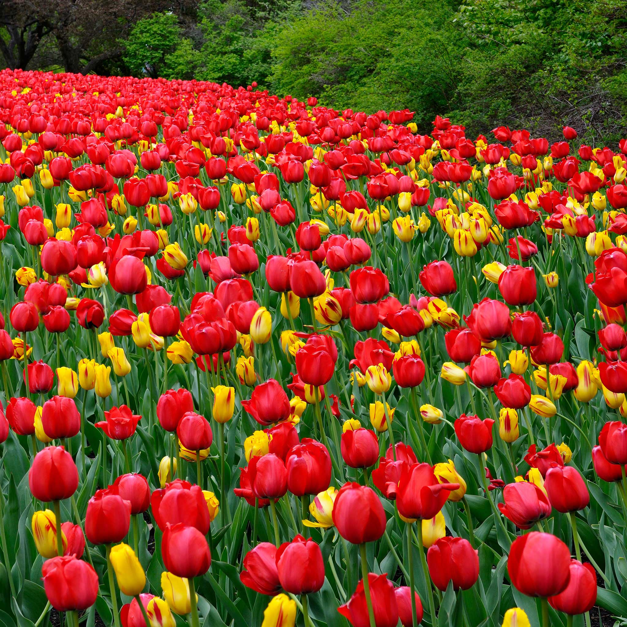 Red Impression Tulip Seeds