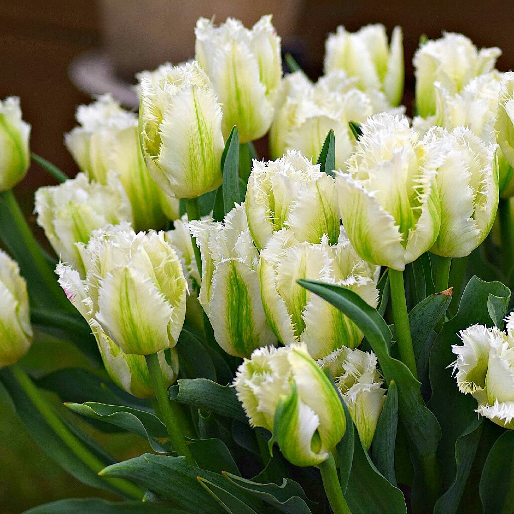 Snow Valley Tulip Seeds