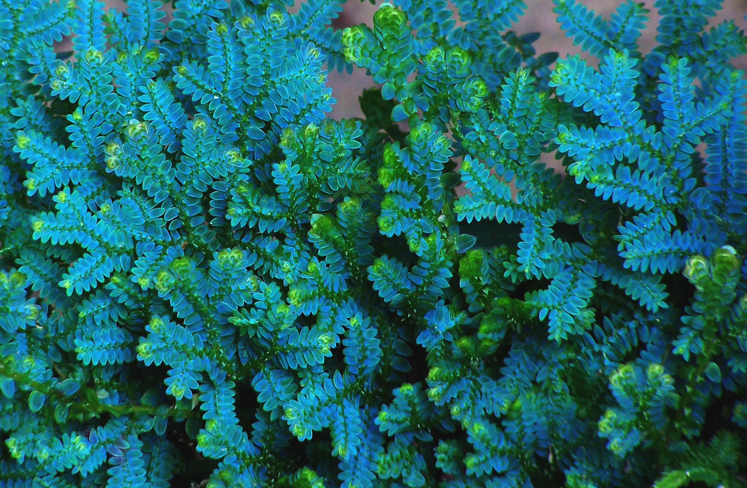 一图识别&ldquo;翠云草&rdquo; - 知乎