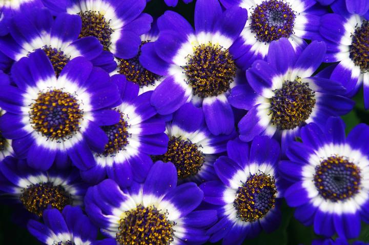 冬日人气花卉:瓜叶菊、三色堇、报春花种植&购买指南- 知乎