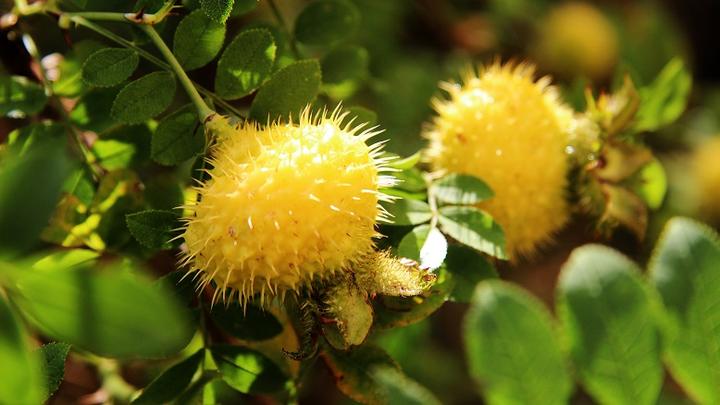 刺梨的9大功效- 知乎