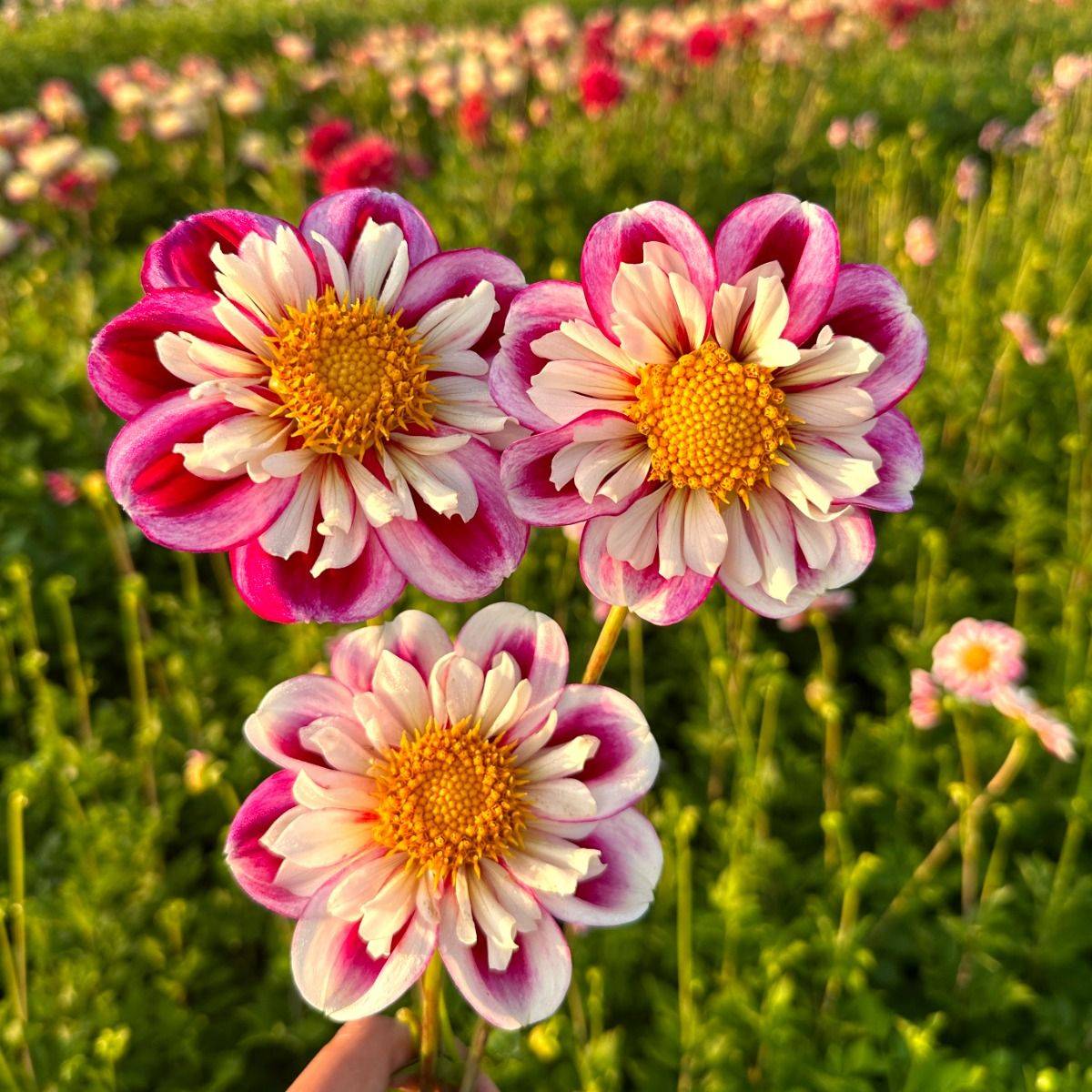 Georgine 'Bumble Rumble - Dahlia x cultorum, 1 stk. - Garden Living