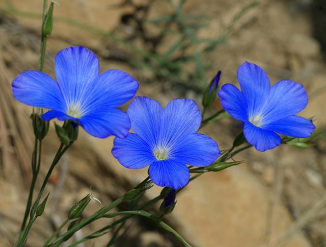 走近三色亚麻花，出其不意的美！
