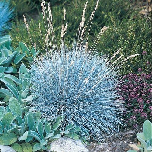 比较小众的蓝色观赏草，叶片独特的蓝羊茅，开的