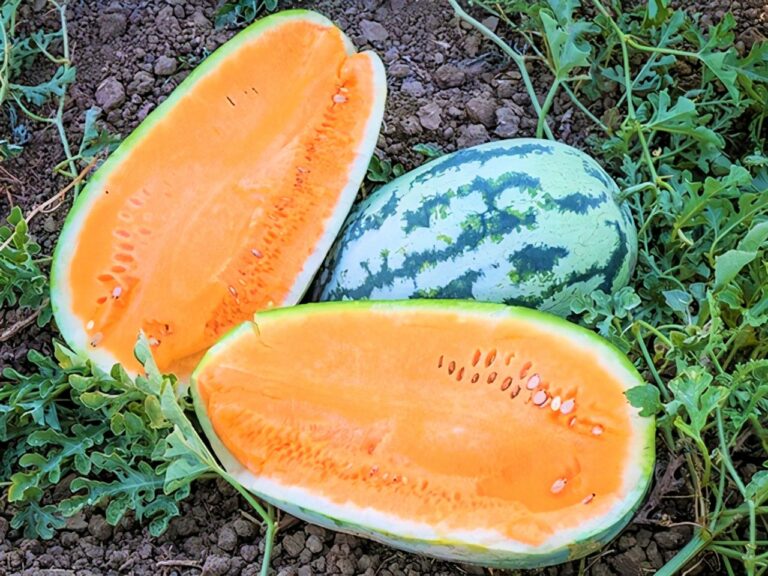 Orange Tendersweet Watermelon Seeds