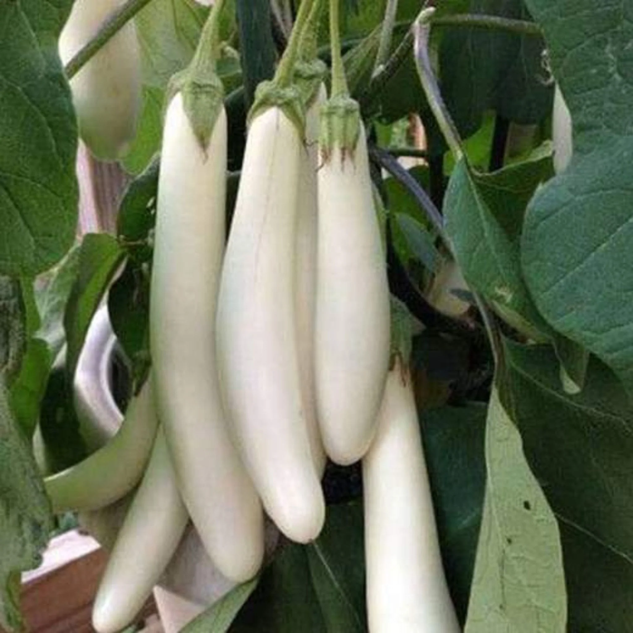Brinjal White Long seeds