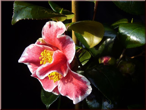 Kamelien-24.de - Camellia jap. Kakure Iso bei Kamelien-24.de, Pflanzenversand Shop Kakure-Iso JK.016.P9.2j