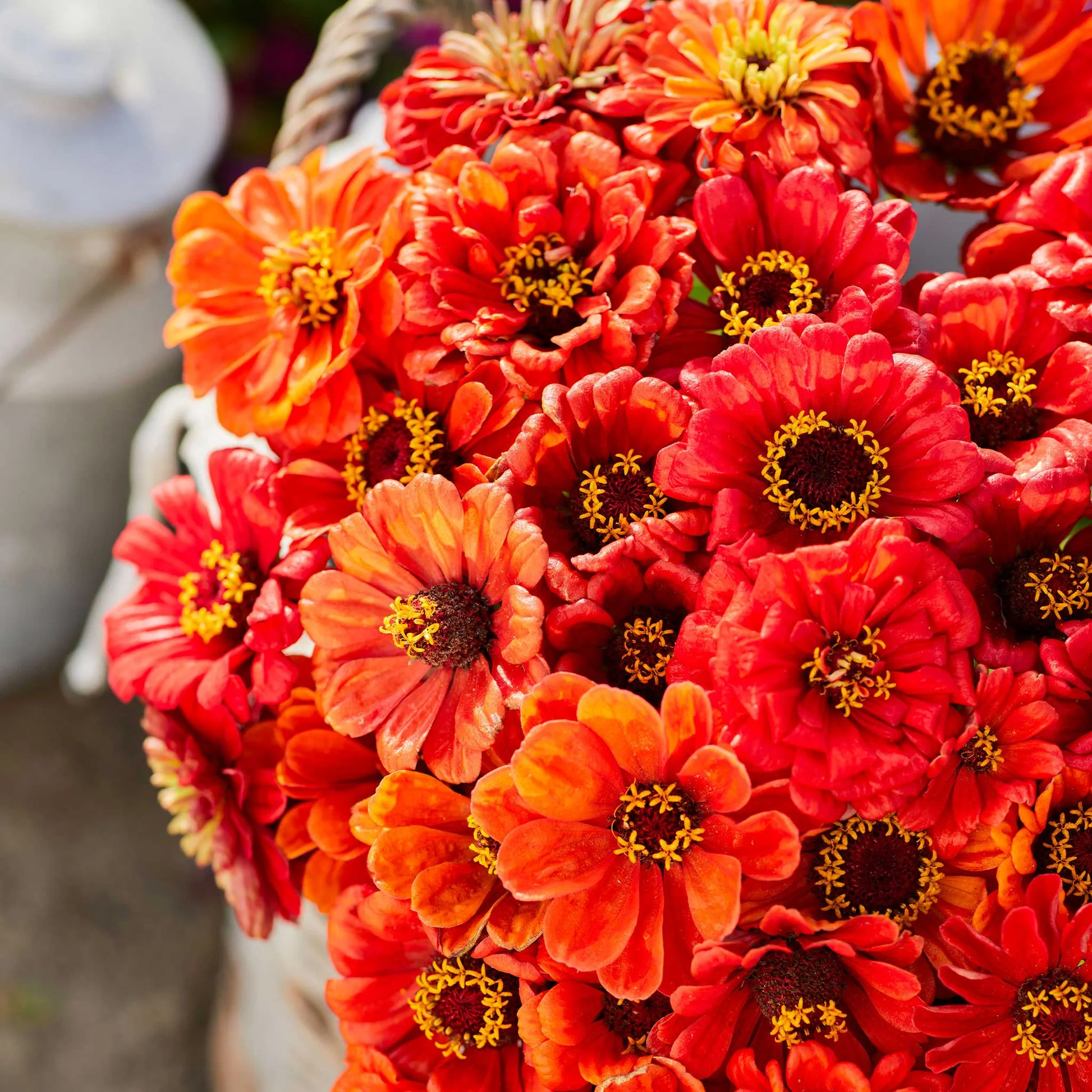 🌞Spring Limited🧡🧡Orange Flower Seed Mix