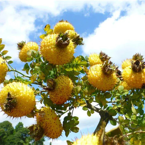 🔥Hot Winter Sale🎉The King of Vitamin C👑 -Prickly Pear Seeds🍐