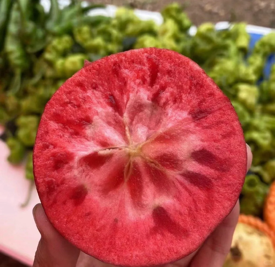 Rare Red-flesded Apple（Malus niedzwetzkyana Dieck）🍎 Seeds Heirloom Exotic Garden Fruit