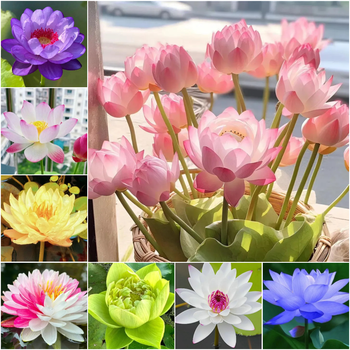 🪷✨Bonsai Lotus-Seasonal Planting