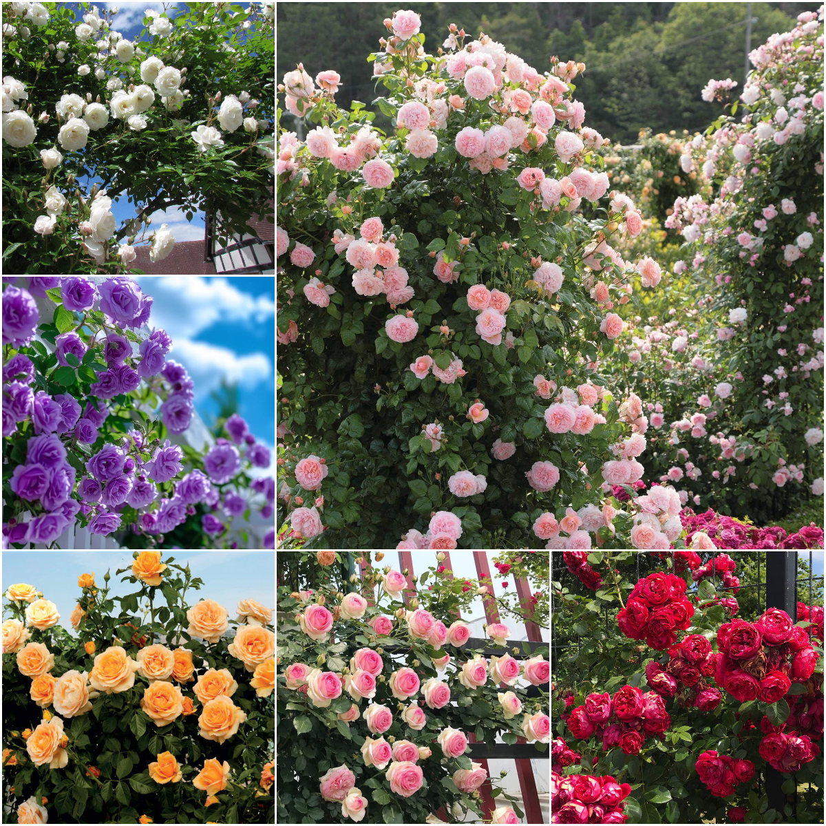 56% OFF✨Rare Climbing Rose Seeds🌹
