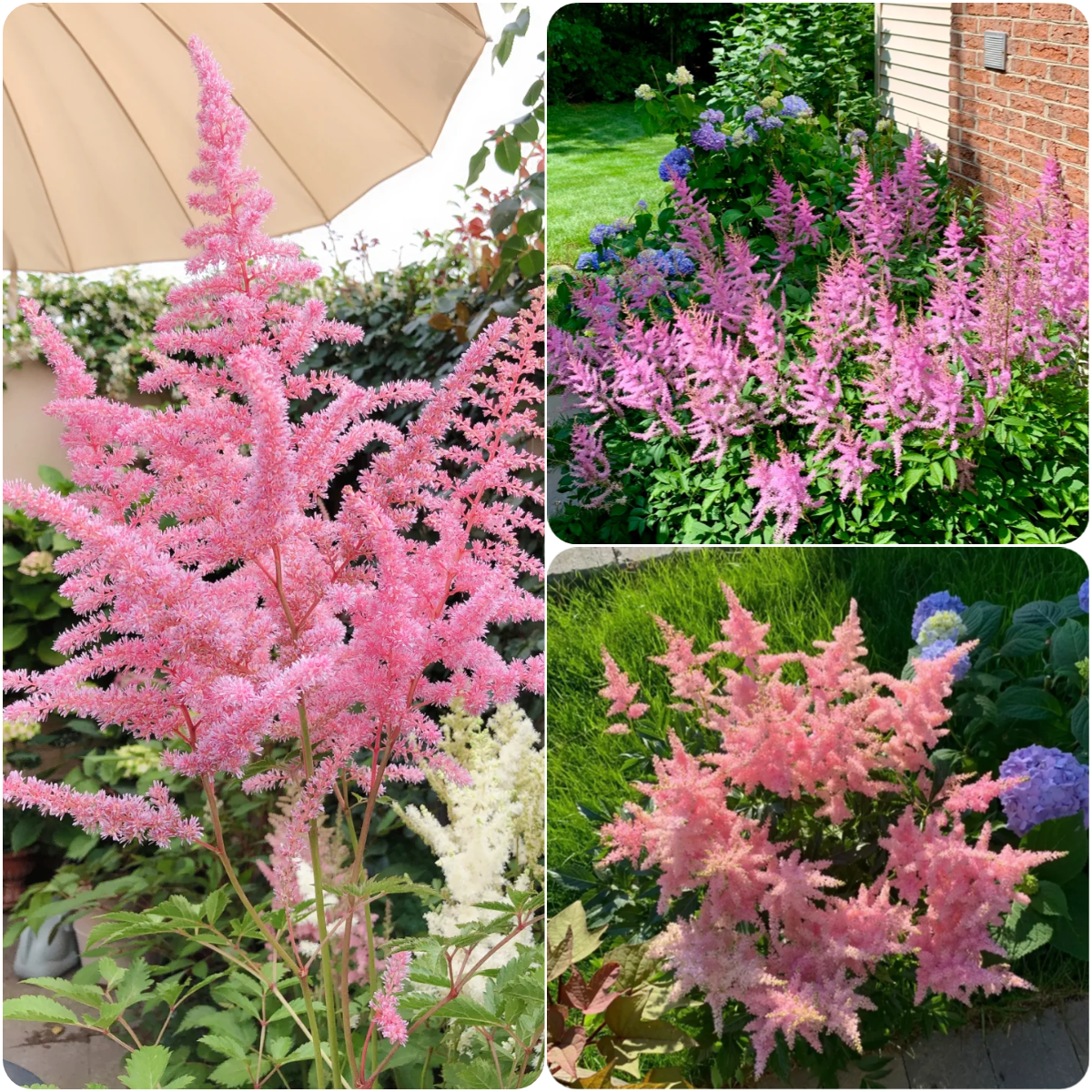Astilbe Bulb Series🪶🌾