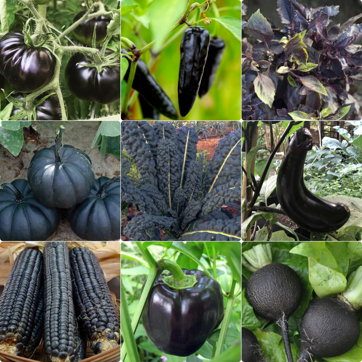 Winter Sale☃️💥9 BLACK VEGETABLES - THE ULTIMATE LIST