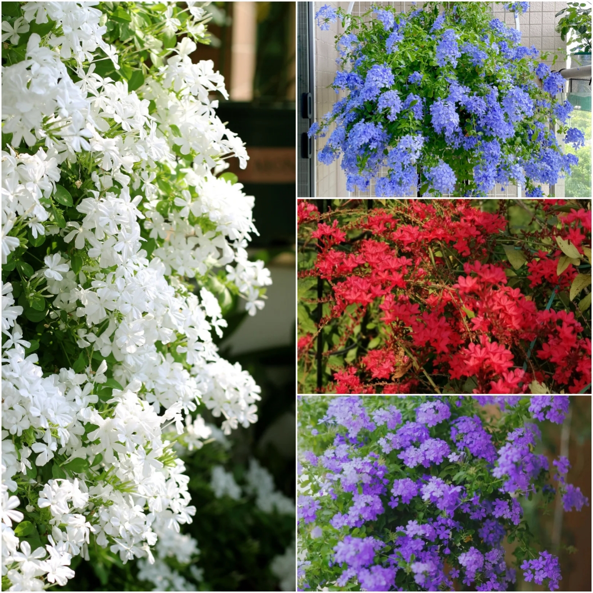 Blue Plumbago auriculata🌈heat and drought tolerant-insect resistant