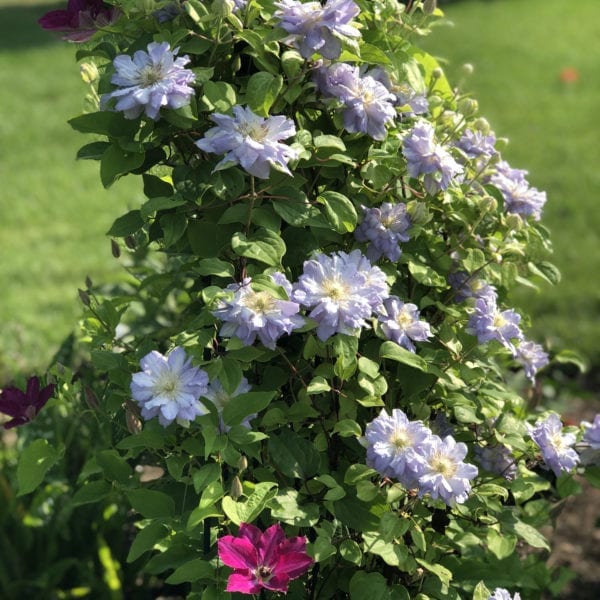 Clematis Azure Pompom Seeds 50/100/200PCS
