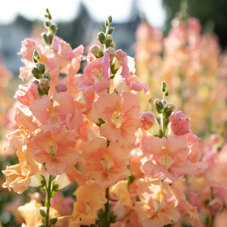 Grow Your Own Snapdragon Spectacle: Unleash the Beauty with Our Premium Snapdragon Seeds!