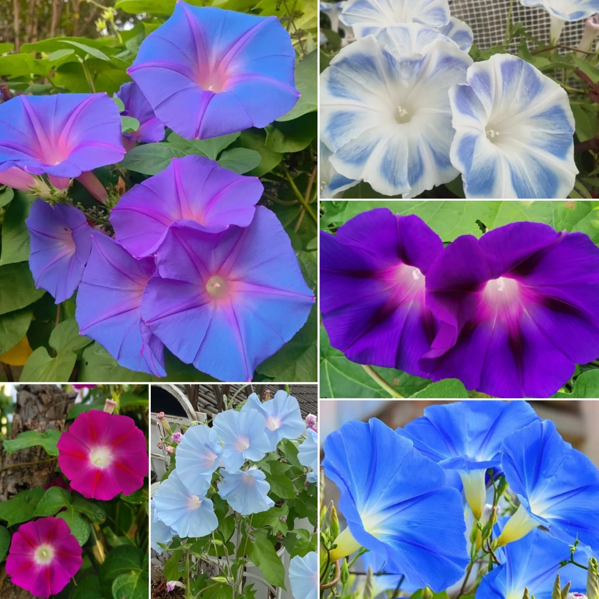 Hot Sale With 56% Off🎉Morning Glory-Climbing Vine🍃🫧Quick Flower Wall In 2 Months
