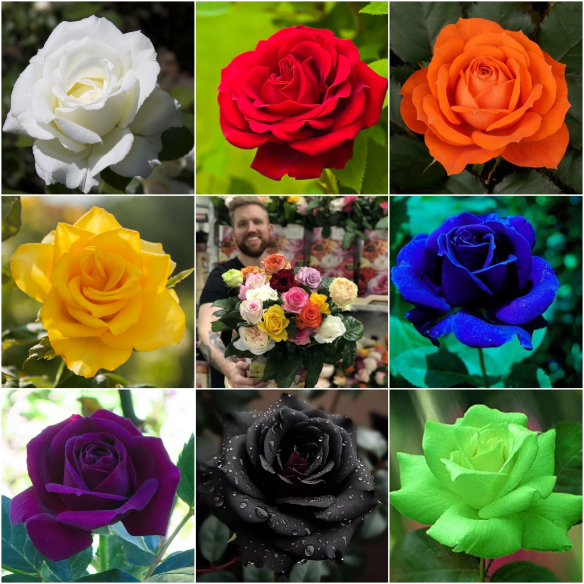 🎉2024 Hot-selling ✨-Premium Rose Seeds Mix🌈🌹