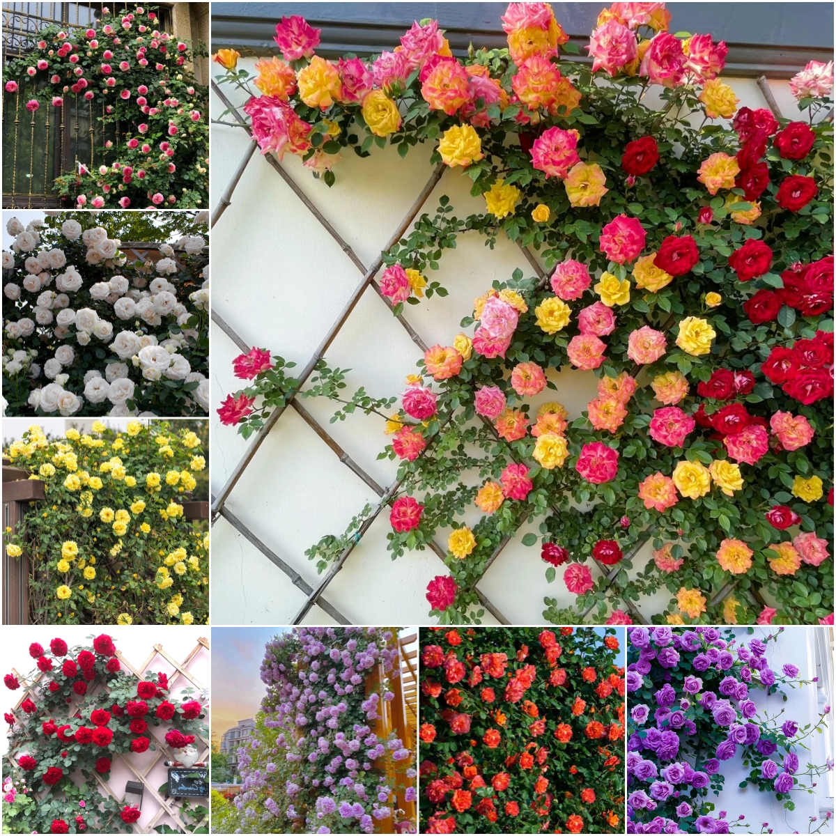 56% OFF✨100 Pcs Rare Climbing Rose Seeds🌹