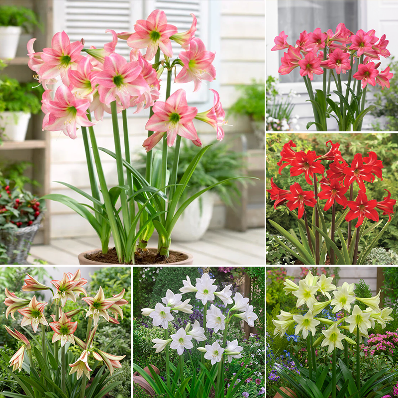 Amaryllis Bulbs🌺Interior Design, Low Maintenance, Garden