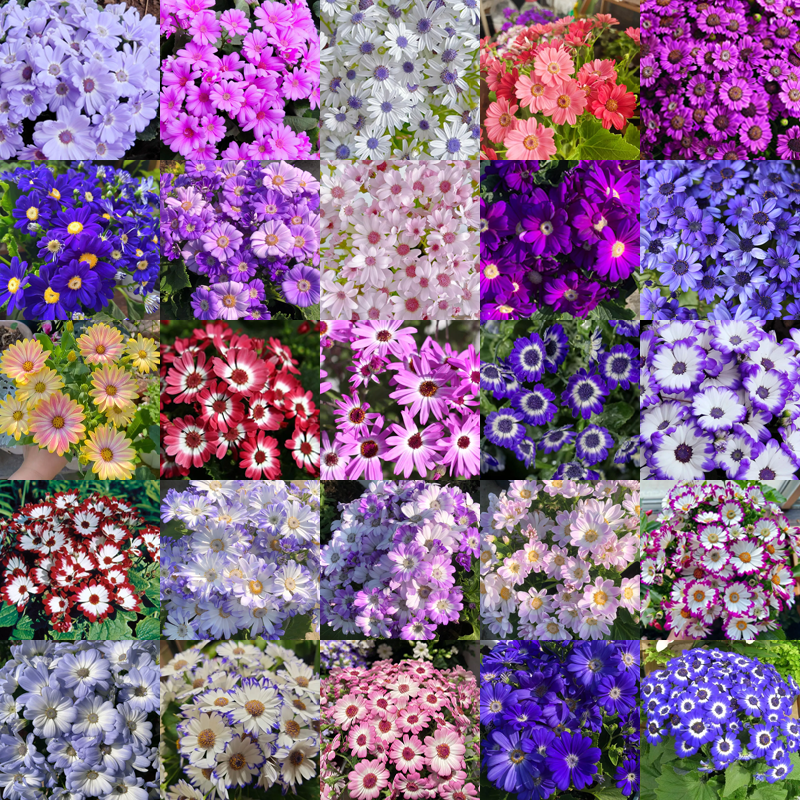 Cineraria Seeds🌺Indoor Plant, Flowering Plant, Perennial