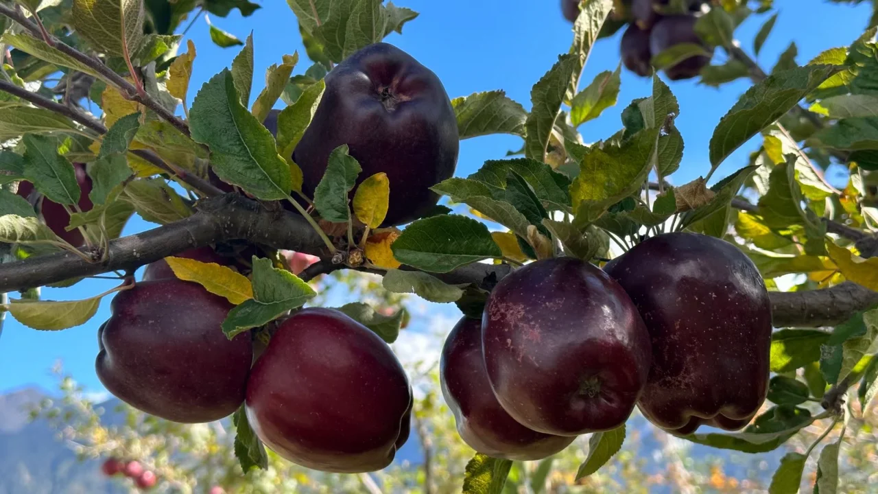 Black Diamond Apple Seeds