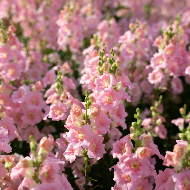 Grow Your Own Snapdragon Spectacle: Unleash the Beauty with Our Premium Snapdragon Seeds!