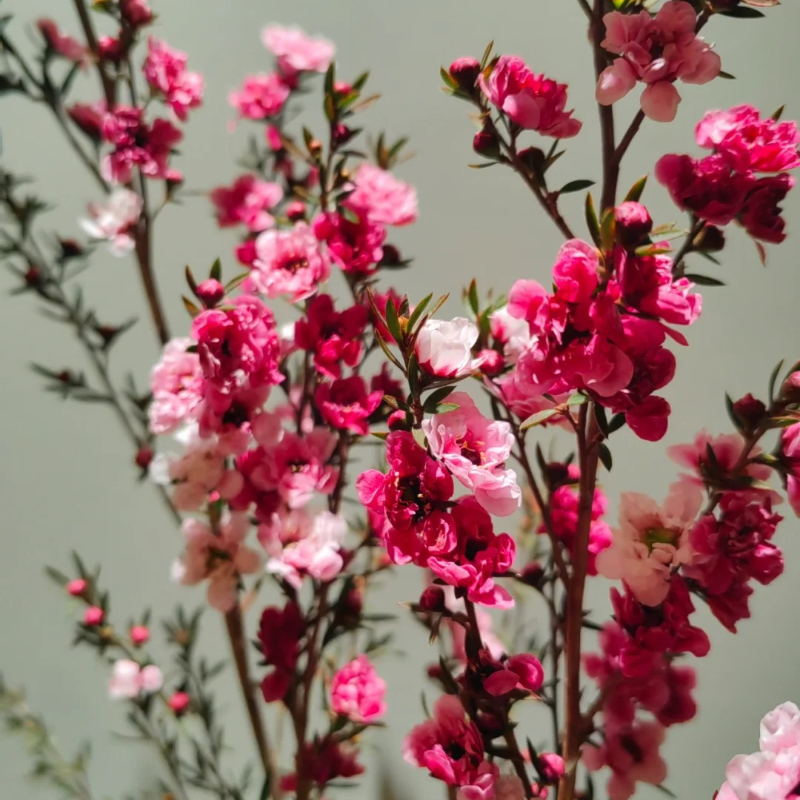 Leptospermum Scoparium Seeds