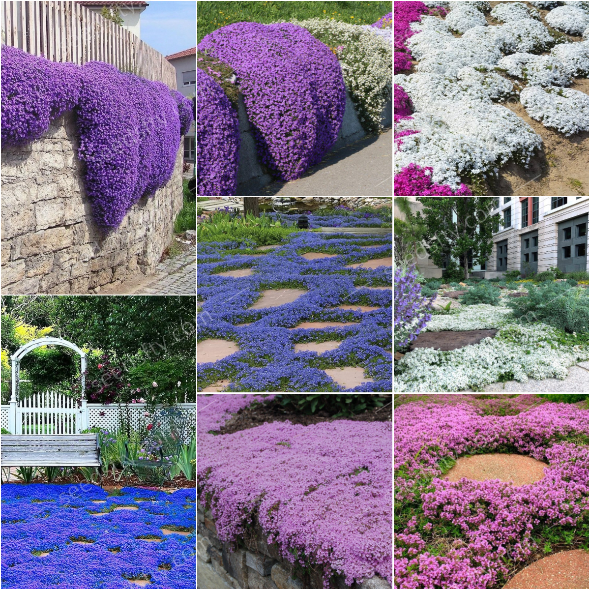 📣Optimal Ground Cover✨Creeping Thyme Seeds