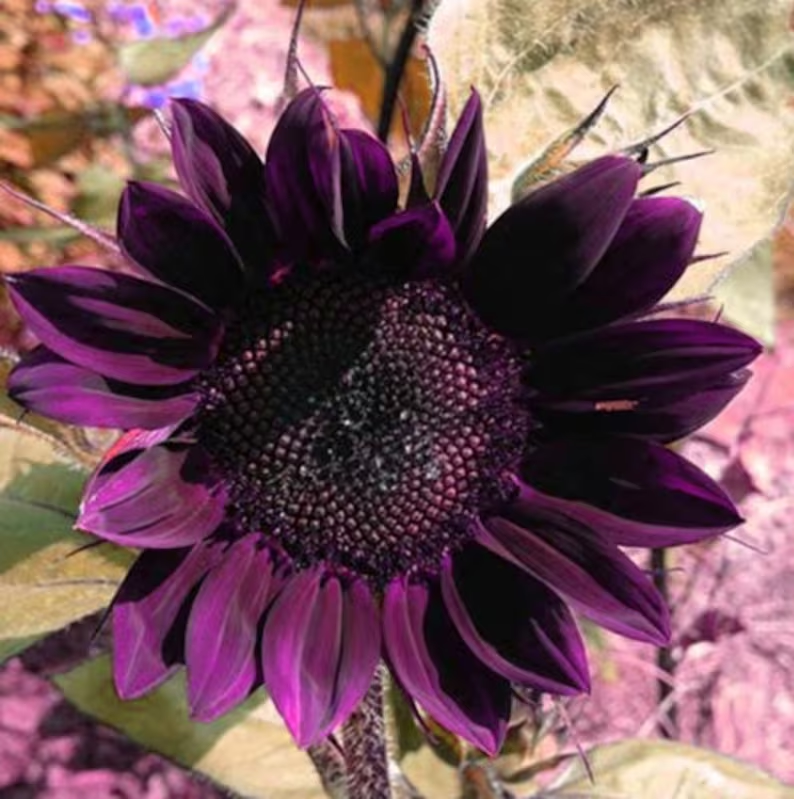 Purple-colored sunflower Beautiful brilliant color sparkles with rare flowers