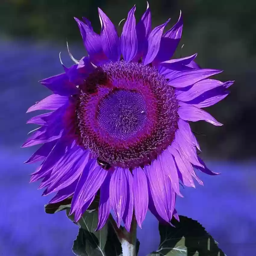 25 Purple Giant Sunflower Seeds Sun Flower Rare Plant Garden