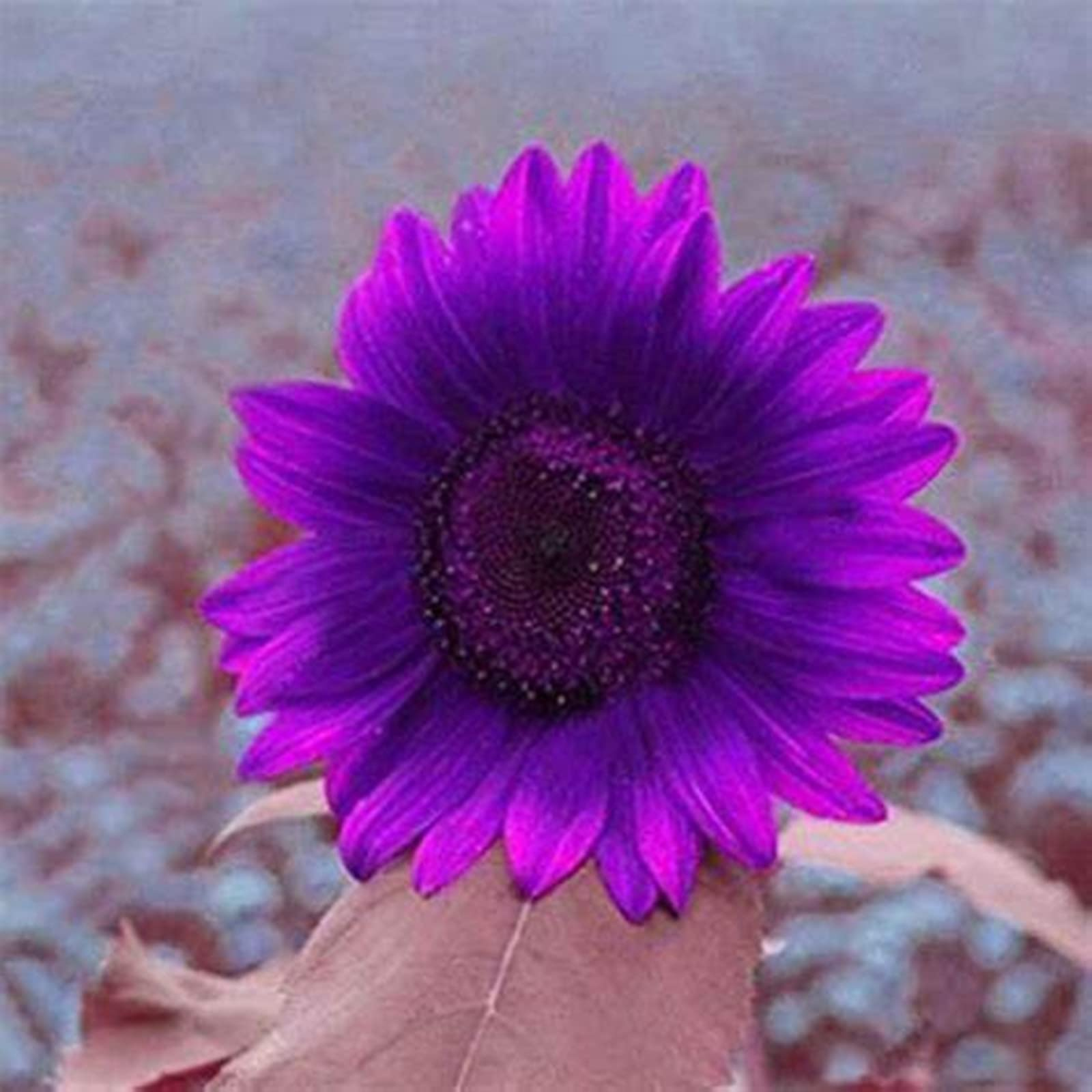 25 Purple Giant Sunflower Seeds Sun Flower Rare Plant Garden