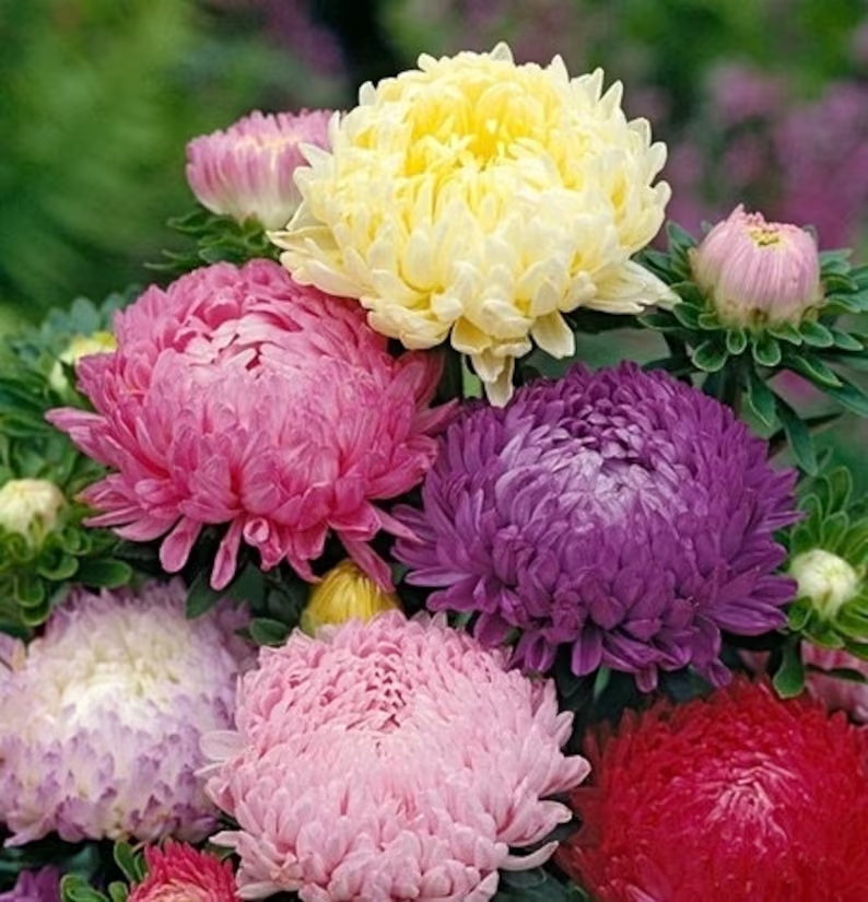 Aster Tall Peony / Duchess Flowers Blend 20/50/100/200 Seeds - Callistephus GMO Free