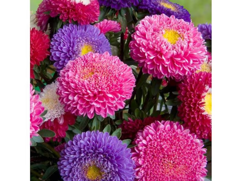 Aster Tall Peony / Duchess Flowers Blend 20/50/100/200 Seeds - Callistephus GMO Free