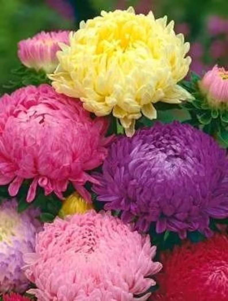 Aster Tall Peony / Duchess Flowers Blend 20/50/100/200 Seeds - Callistephus GMO Free