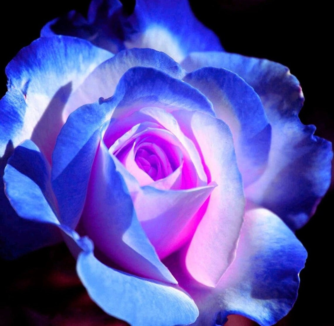 Rare Blue Pink Roses Plant Seeds Balcony Garden Potted Rose Flowers