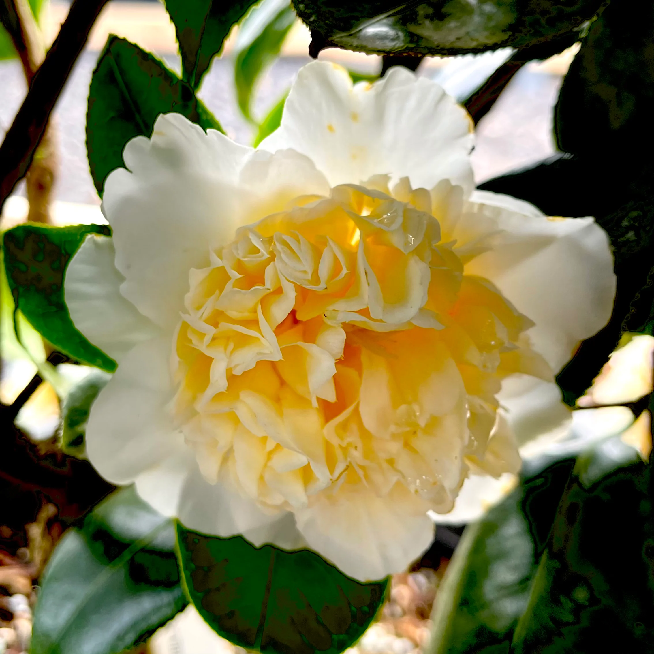 Yellow Camellia Flowers