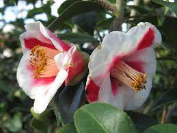 Tama Bell Camellia! 🔔