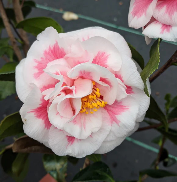 Yuletide Camellia
