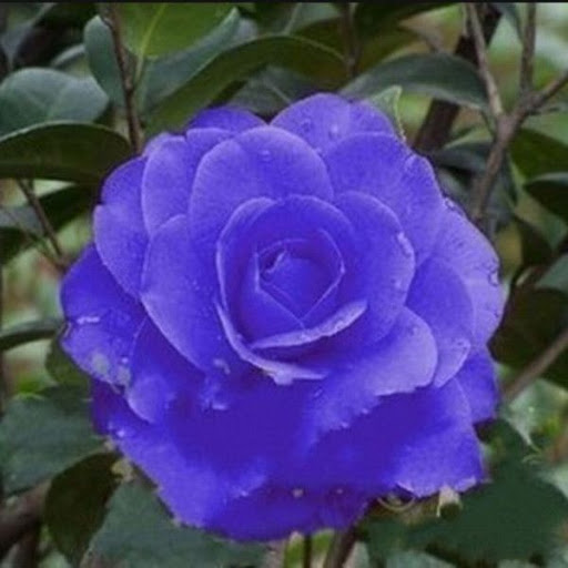 Dark Blue Purple Camellia