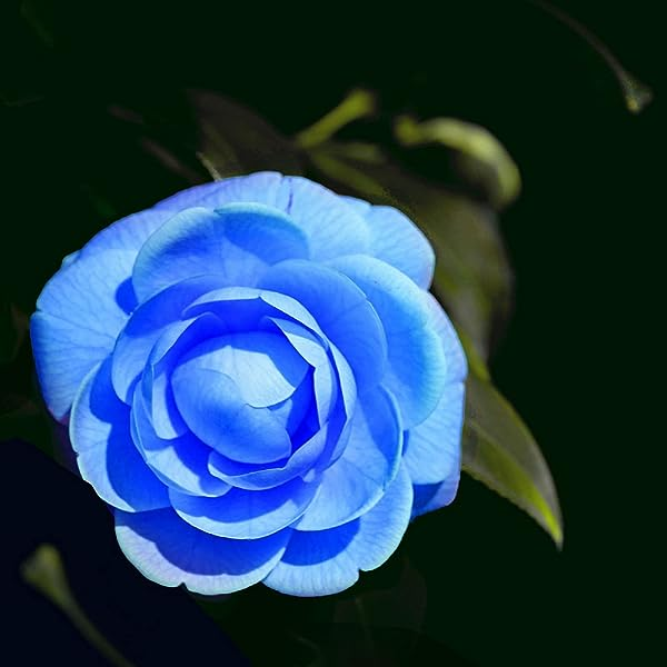 Blue Camellia Flower