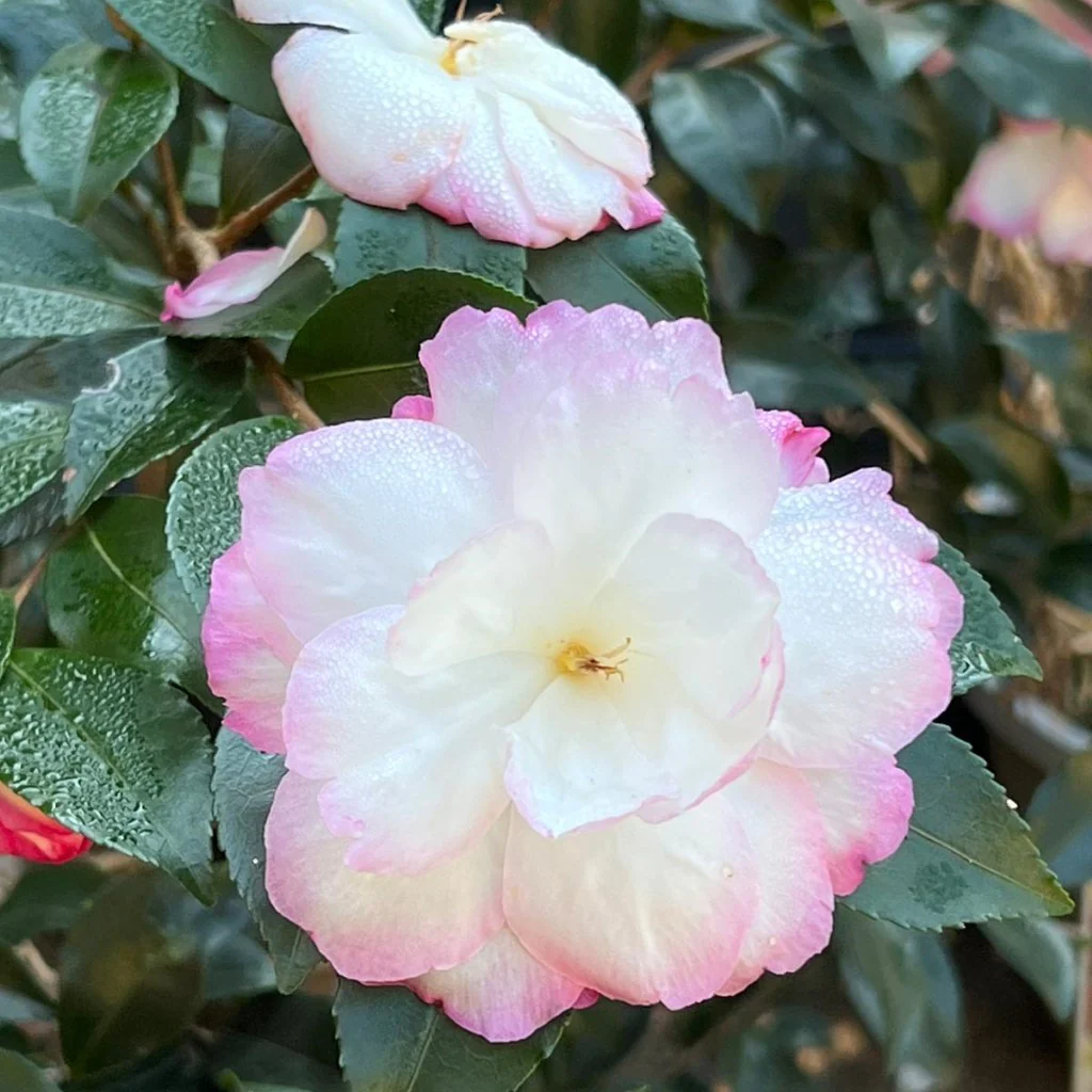 Pink Wrapped Camellia